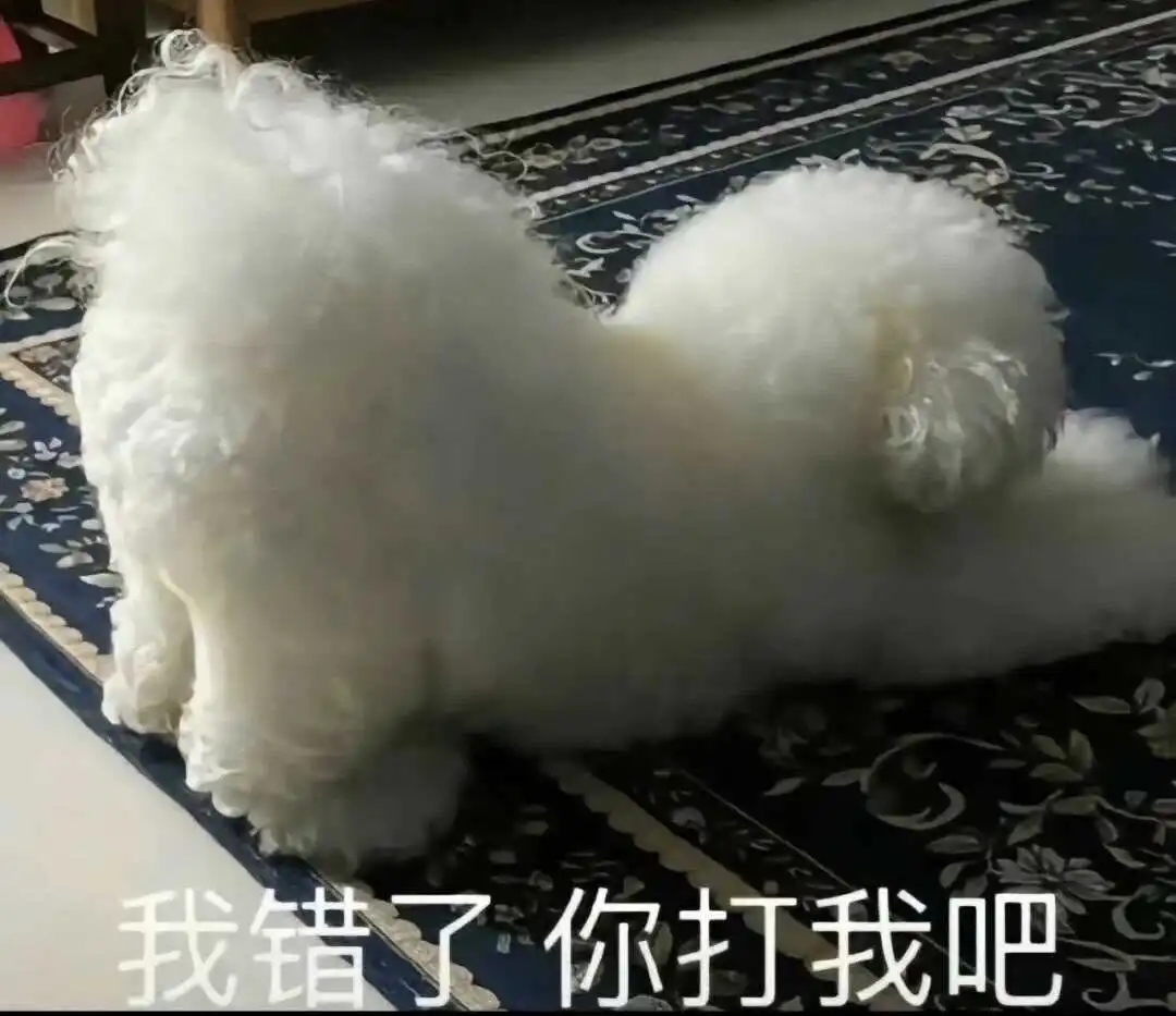 西檬之家k9是什么?字母圈属性科普 一