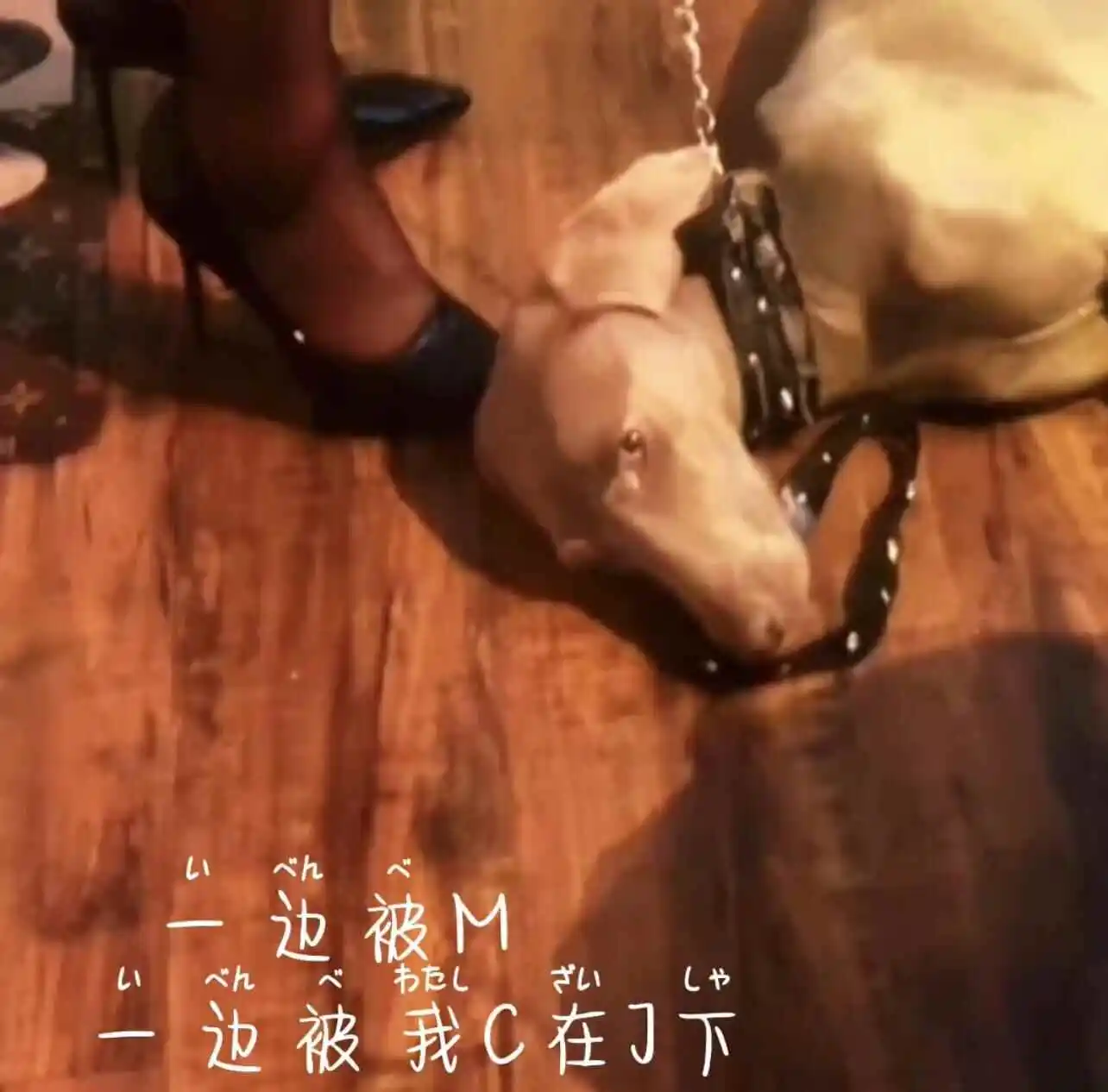 西檬之家k8猫系入门指南 一